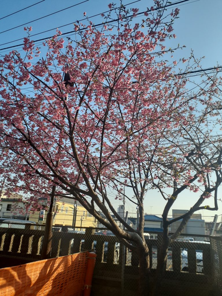 寒緋桜　　カンヒザクラ