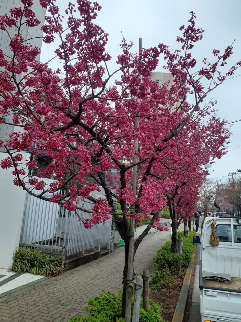 成城の桜　　寒緋桜　　カンヒザクラ