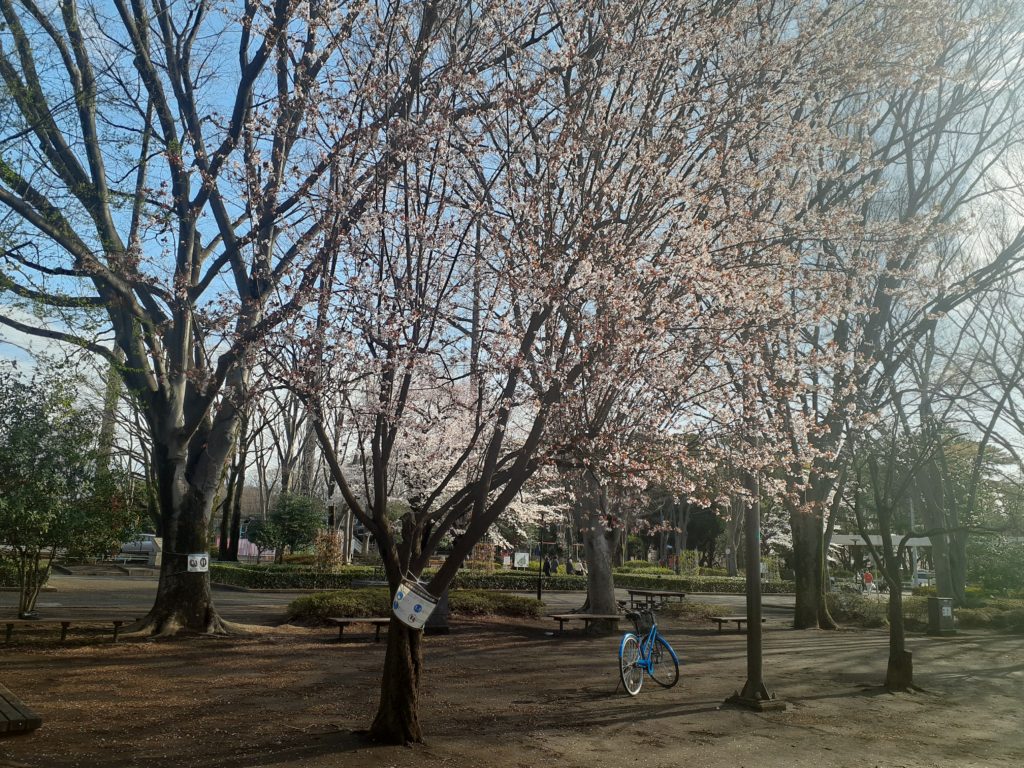 山　桜　　　　大蔵運動公園