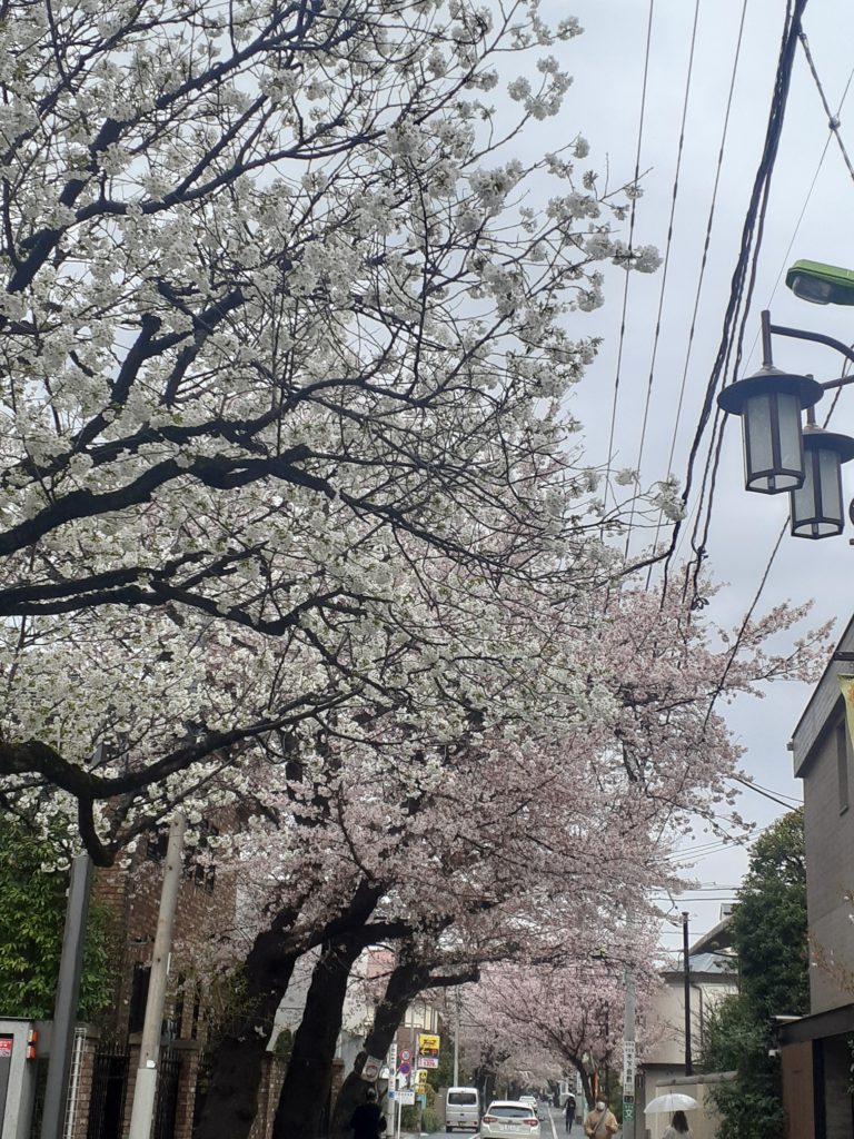 成城の桜　センダイヤ（仙台屋）　4月3日