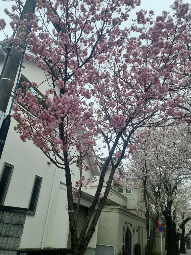 成城の桜　　ベニユタカ　　4月3日