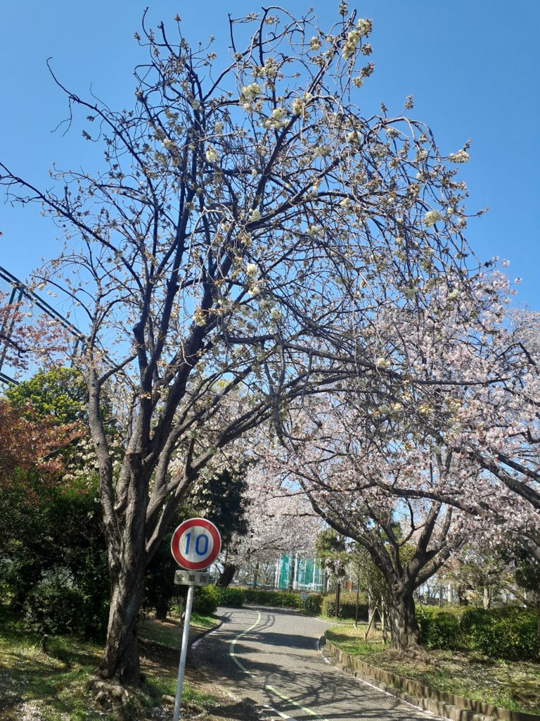 桜　　ウコン