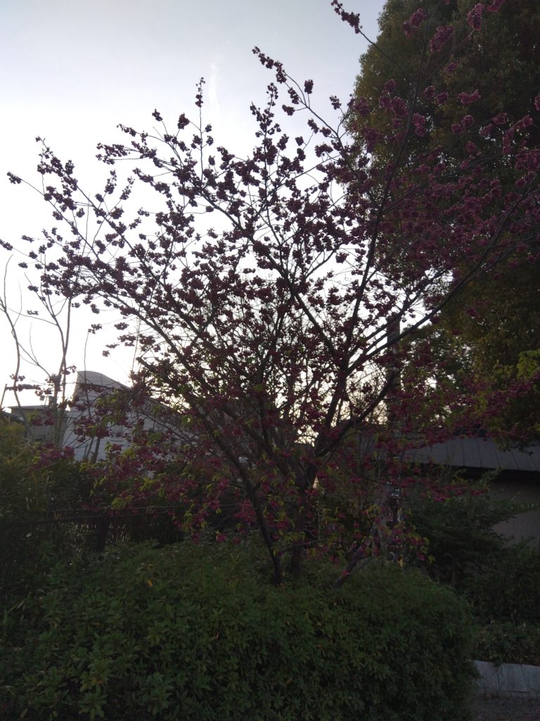 寒緋桜（かんひざくら）　　　2023.3.16