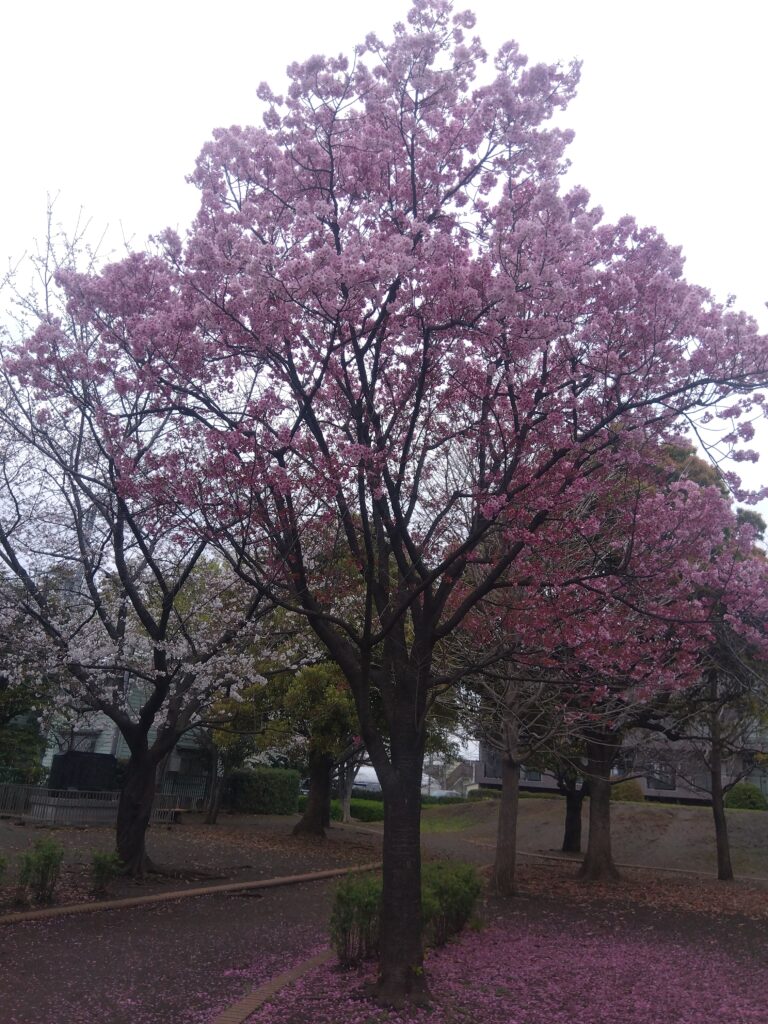 桜　「アメリカ」2024.4.5　