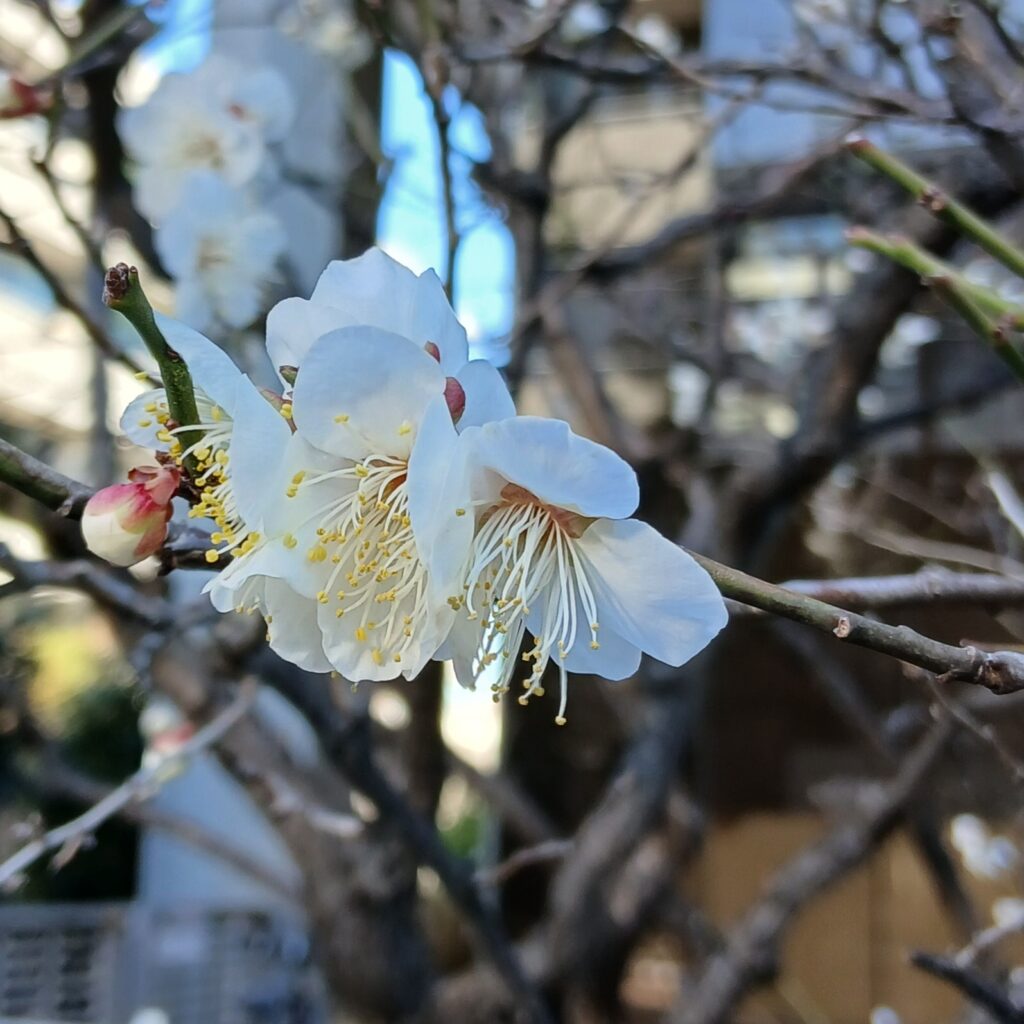 白梅の花