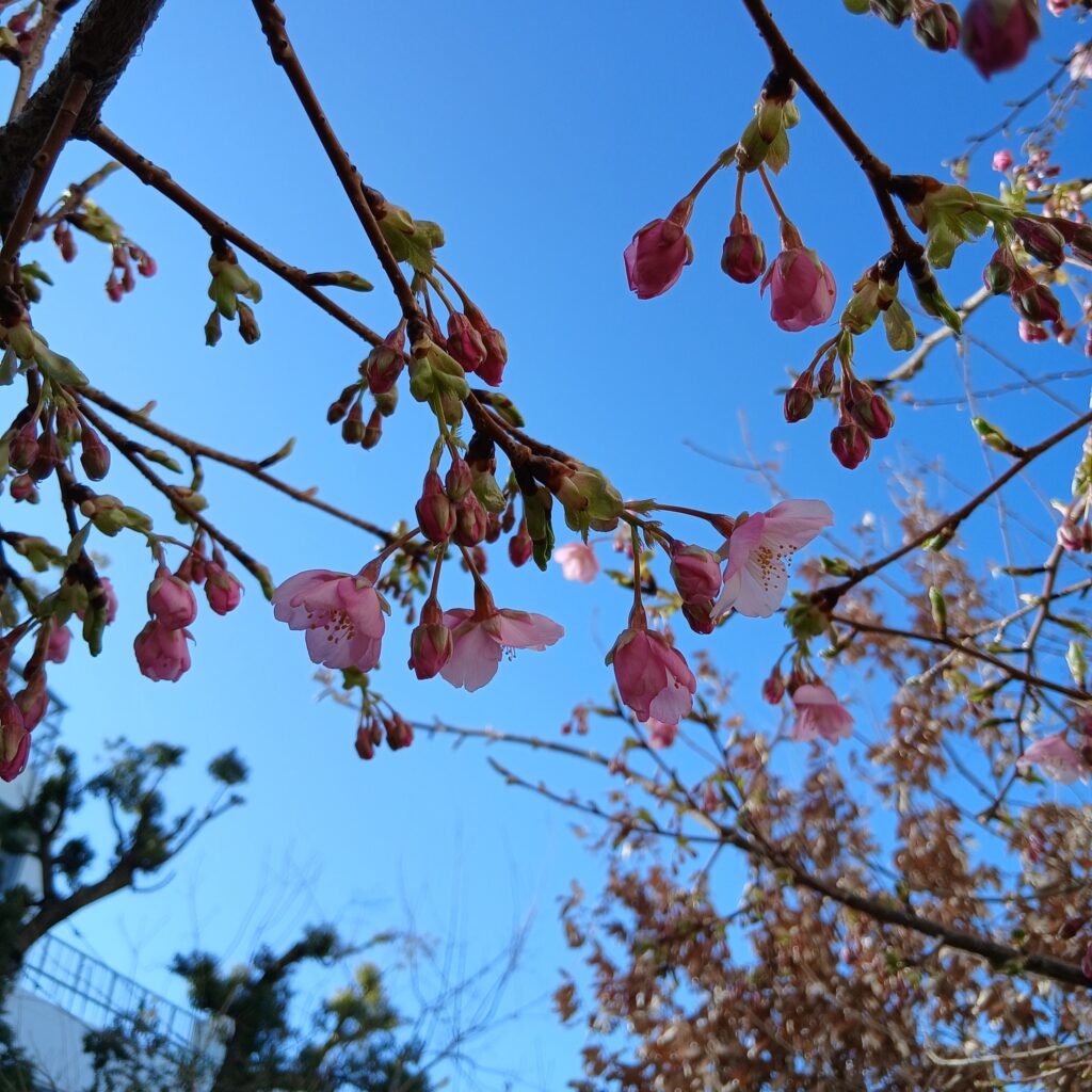 河津桜