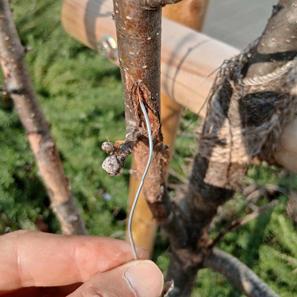 ルリカミキリ駆除01