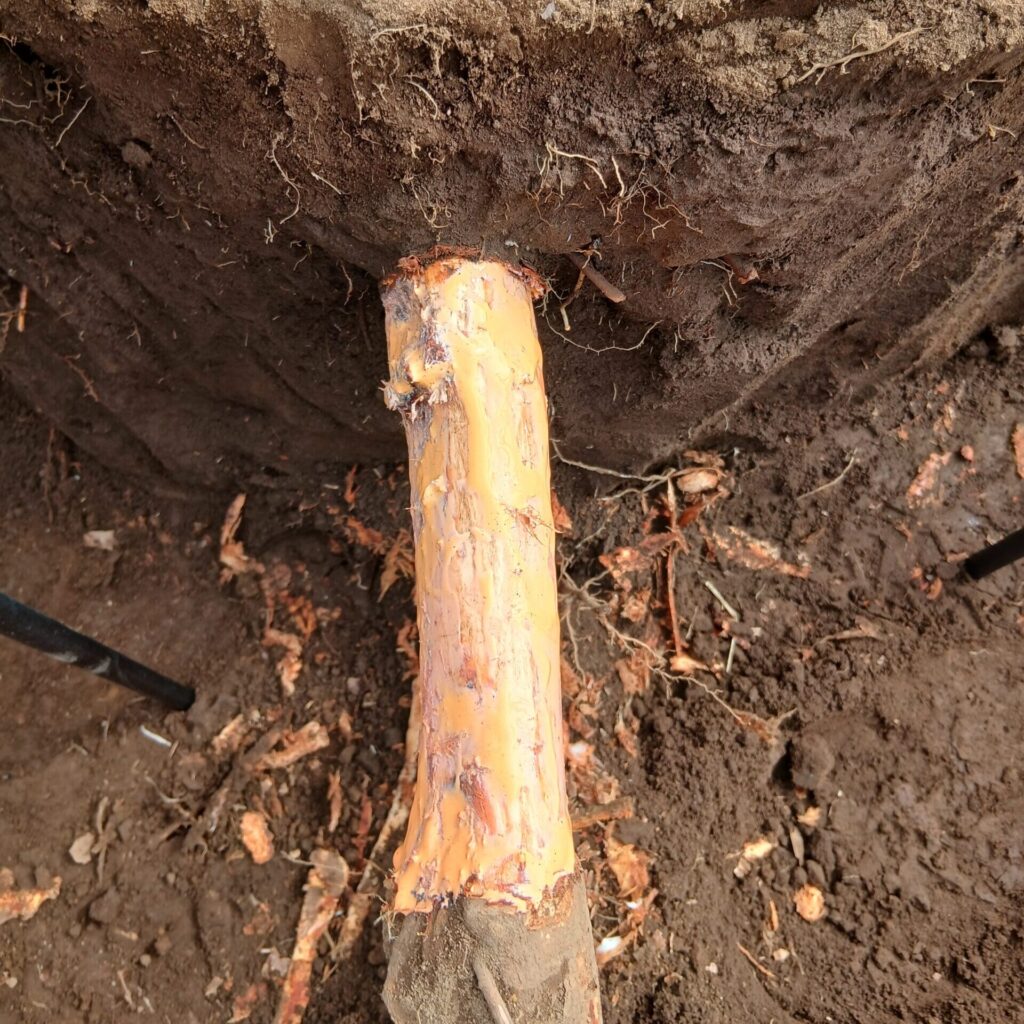 環状剥皮+トップジン